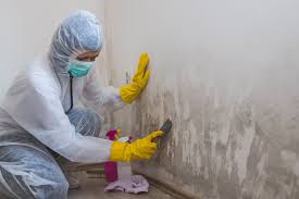 Reliable Sumas, WA Mold Removal Solutions